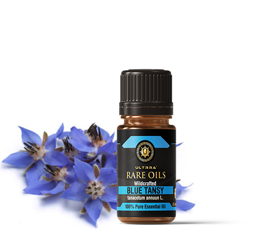Blue Tansy